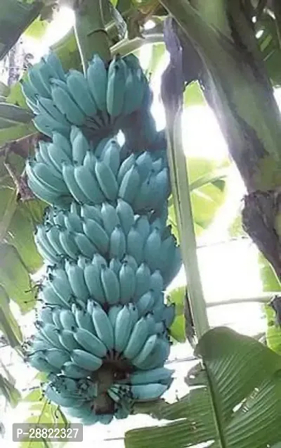 Baishnab  Hybrid Blue Java Banana PlantCFA38 Ban-thumb0