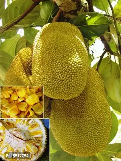Baishnab  Jackfruit KATHAL10 Jack Fruit Plant-thumb0