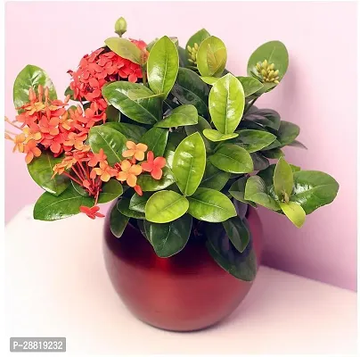 Baishnab  Ixora plant141 Trothic IxoraChethi Plan