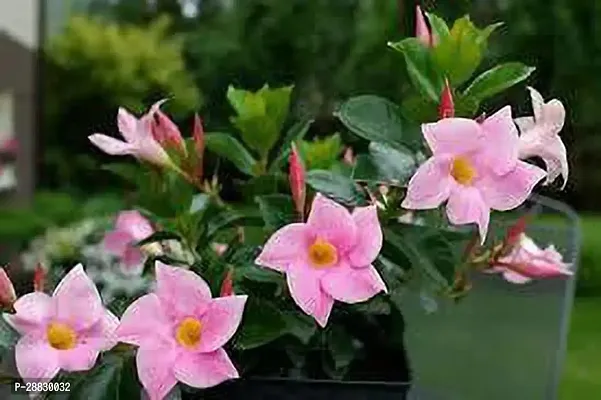 Baishnab  Mandeville Flower Plant XX1 Mandevilla