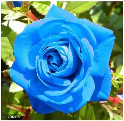 Baishnab  SWEET BLUE ROSE PLANT Rose Plant-thumb0