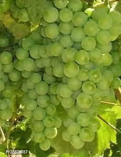 Baishnab  Seyval Blanc Grape Plant Grape Plant