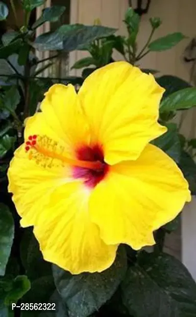 Baishnab Hibiscus Plant Hibiscus rose plant (multicolour)