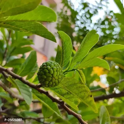 Baishnab  Custard Apple Live Plant Disha20058 Cu-thumb0