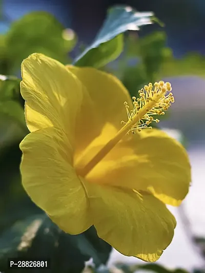 Baishnab  Hibiscus Yellow CF20381 Hibiscus Plant