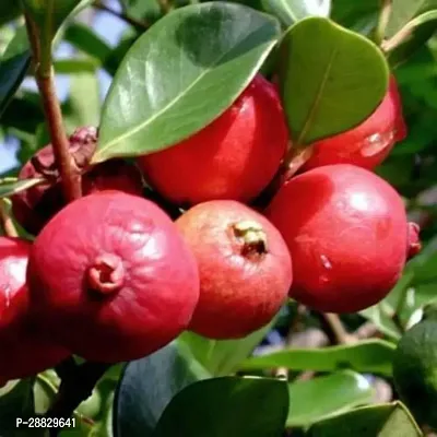 Baishnab  Thai Red Guava A10 Guava Plant-thumb0