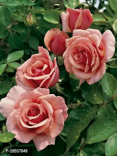 Baishnab Rose Plant grandiflora rose 0026-thumb0