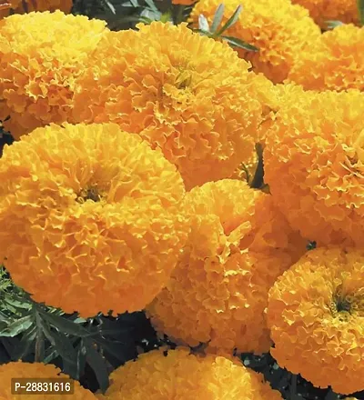 Baishnab marigold seed hbujuibrtdsng8945PIECE