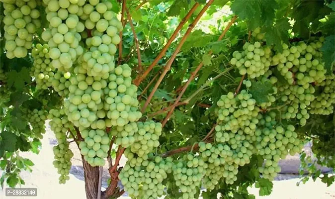 Baishnab  Iive grapes fruit plant Grapes Plant-thumb0