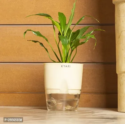 Baishnab Peace Lily Plant Peace Lily Live Plant Self-Watering Cream Pot, Spathiphyllum Green-thumb0