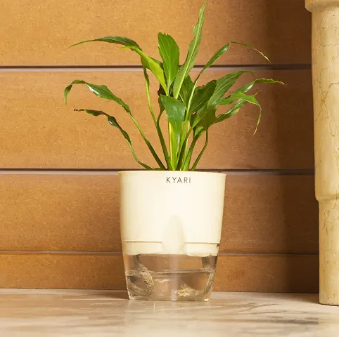 New Arrival Plant & Planters 