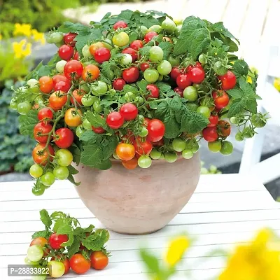 Baishnab Cherry Tomato seed z 50pstomatoes 00250PIECE