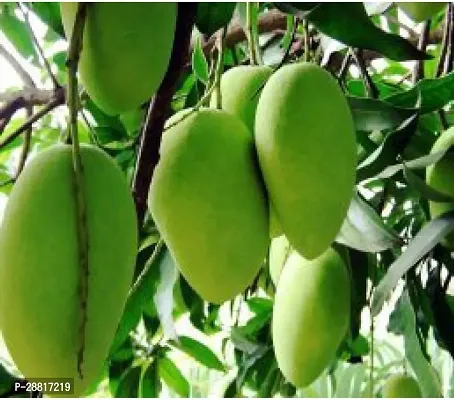 Baishnab  Mango plant 50 Mango Plant-thumb0