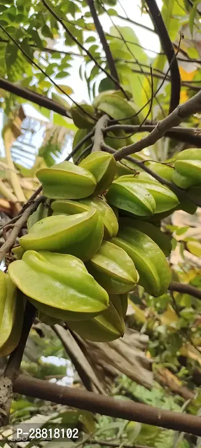 Baishnab  KAMRANGA PLANT Capsicum-thumb0