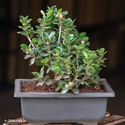 Baishnab Ficus Bonsai Plant Ficus iceland Bonsai - Plant-thumb0