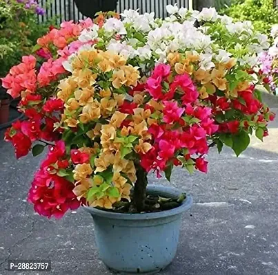 Baishnab  BOUGAINVILLEA PLANT  12WE Bougainvillea P-thumb0