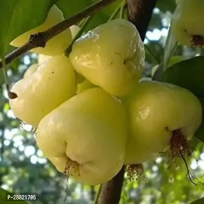 Baishnab  Trothic water apple plant ZZ Plant