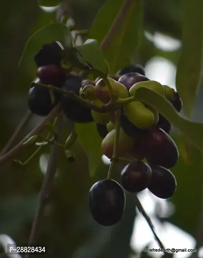 Baishnab  Grafted Seedless Jamun Live Plant CF109