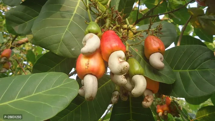 Baishnab  CashewnutHybrid Plant0184 Cashew Apple P-thumb0