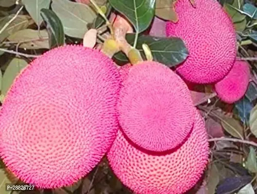 Baishnab  Red Jackfruit Jackfruit Plant-thumb0