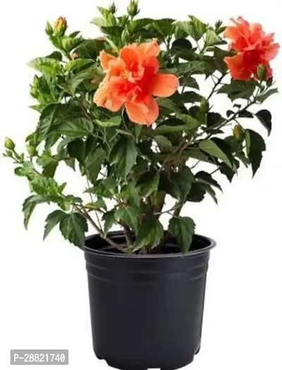 Baishnab  Gudhal Live Plant Hibiscus Orange flower-thumb0