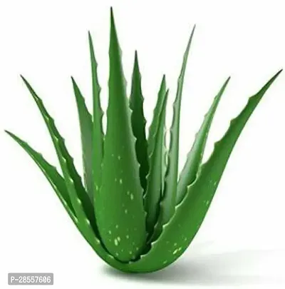 Baishnab Aloe Vera Plant GREEN ALOE VERA PLANT-thumb0