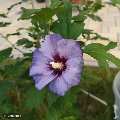 Baishnab  Hibiscus Blue Live Flower Plant Disha90-thumb0