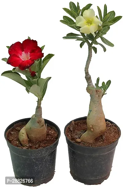 Baishnab  Air Layered Adenium Desert Roses Red  Y-thumb0