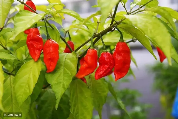 Baishnab chilli seed 120 ps fftBhut Jolokia Pepper Ghost Chilli Seeds120PIECE