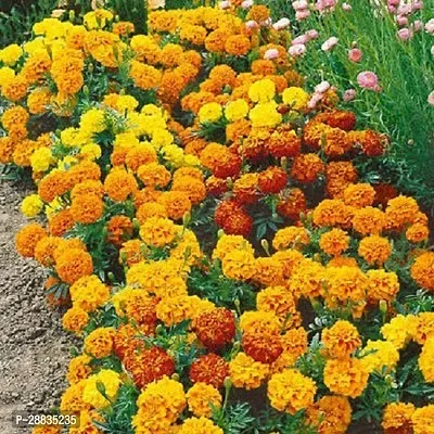 Baishnab Marigold  mc 25psBNN 25 A44725PIECE