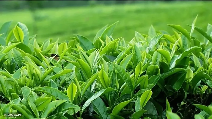 Baishnab Tea Plant Tea Plant ( Uzibkishtani Tea Plant )-thumb2