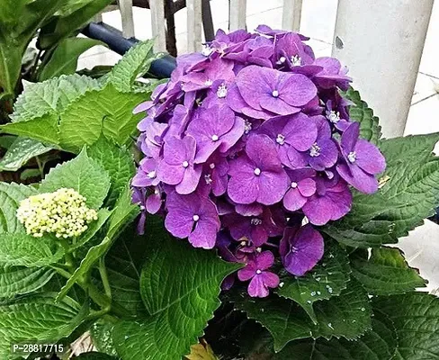 Baishnab  Hydrangea Plant 5rr Hydrangea Plant