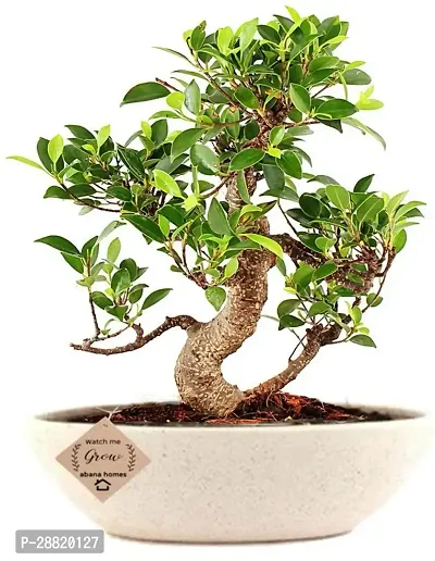 Baishnab  TIGbonfic48 Ficus Plant-thumb0