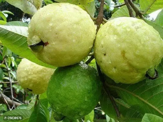 Baishnab  GUAVA 13 PLANT Guava Plant-thumb0