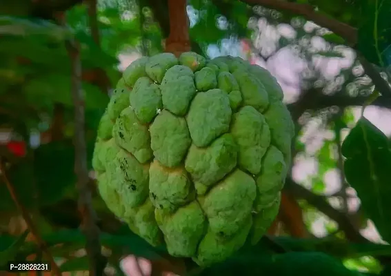 Baishnab  Custard Apple Live Plant Disha2005513-thumb0