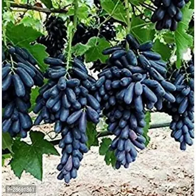 Baishnab Grape Plant Hybrid Grape A29