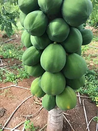 Baishnab Seed 20per packetXpl139Papaya SD20020PIECE-thumb1