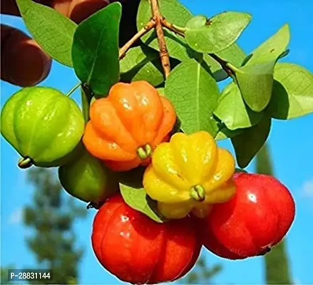 Baishnab  Cherry Fruit Plant03 Cherry Fruit Plant