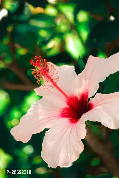 Baishnab Hibiscus Plant Taketomihibiscus plant