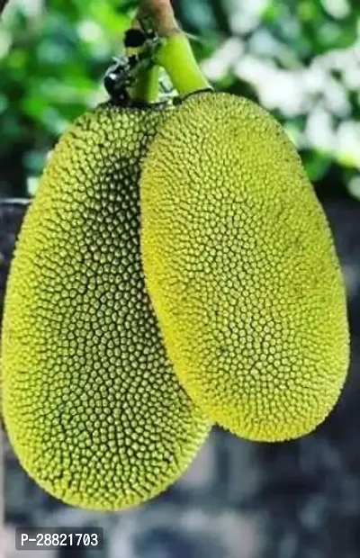 Baishnab  Jackfruit cloud farm Jackfruit Plant-thumb0