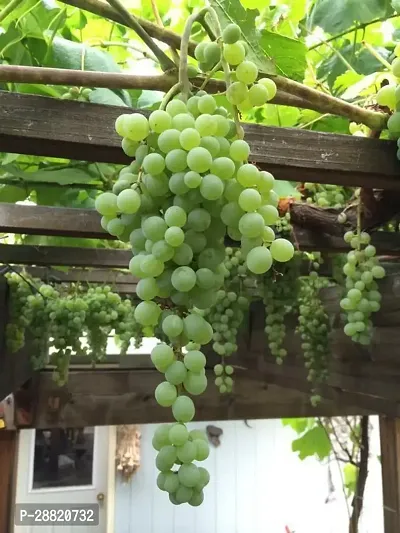 Baishnab  GTG01 Grapes Plant-thumb0