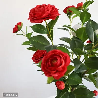 Baishnab  Camelia Plant  CE1 Rose Plant-thumb0