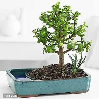 Baishnab Jade Plant ju11-thumb0