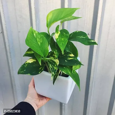 Baishnab  Money Plant CF0017 Money Plant-thumb0