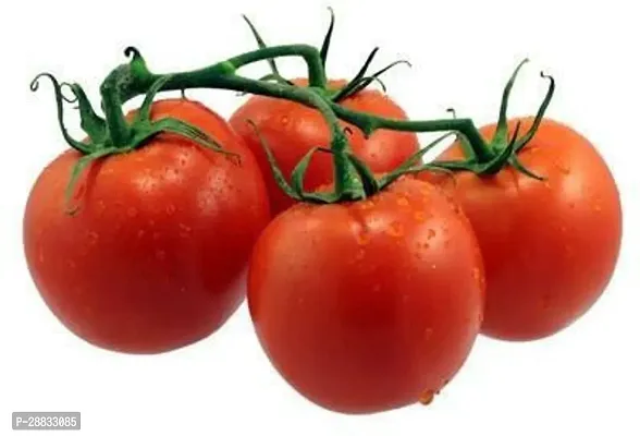 Baishnab Tomato seed uh 500psTomato Seeds Sow and Grow in Your Garden Perfect for Home 500 Seeds500PIECE-thumb0