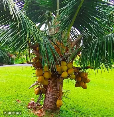 Baishnab  CKC01 Coconut Plant-thumb0