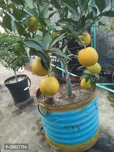 Baishnab  High Yield Orange Live PlantCF104 Orang