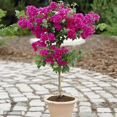 Baishnab  Bougainvillea spectabilis Plant Live 012-thumb0