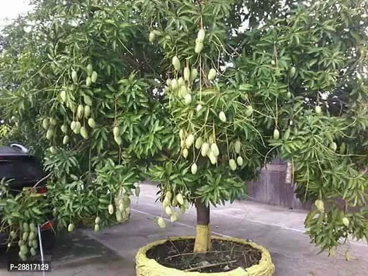 Baishnab  Mango h2 Mango Plant