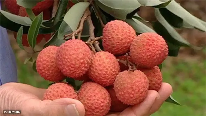 Baishnab  Air Layered Hybrid Shahi Litchi Plant Liv-thumb0